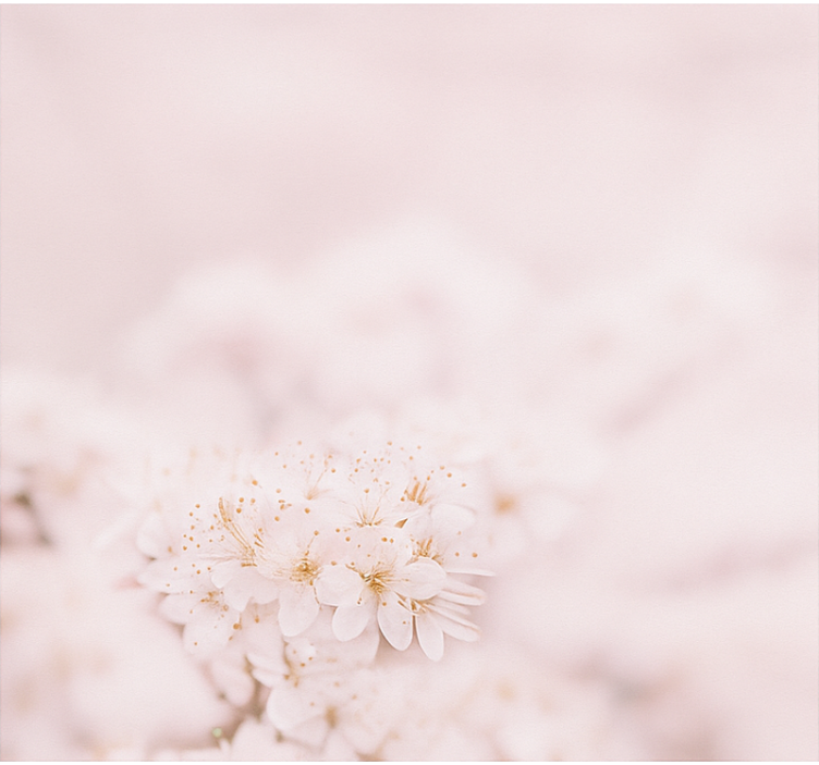 Store enrouleur couple délicates fleurs de cerisier - TenStickers