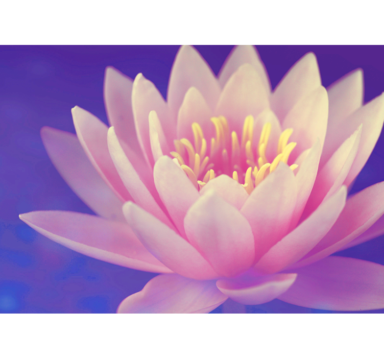 Store enrouleur cuisine fleur de loto rose - TenStickers