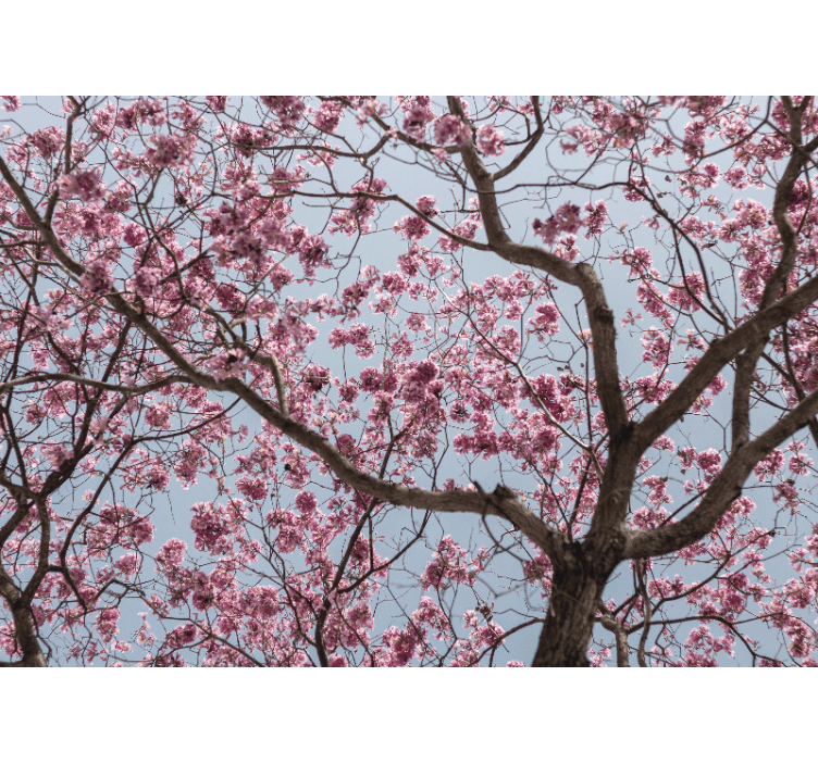 Store enrouleur cuisine arbre de cerisier rose magnifique - TenStickers