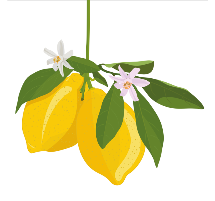 Store enrouleur cuisine arbre de citron - TenStickers
