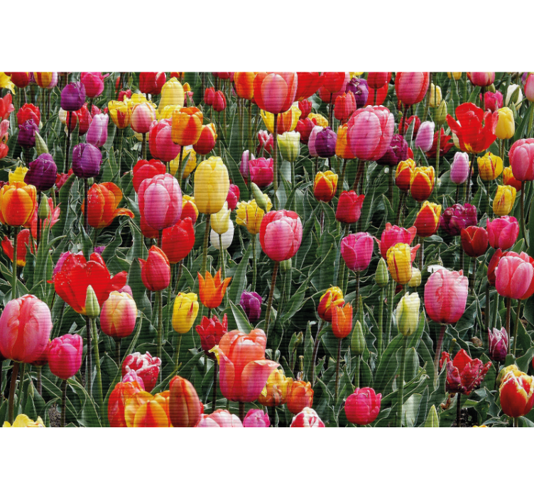 Store enrouleur salon tulipes multicolores champ - TenStickers