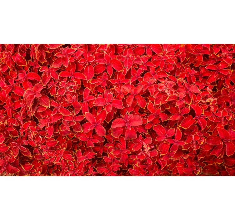 Store enrouleur rouge motif pétales - TenStickers