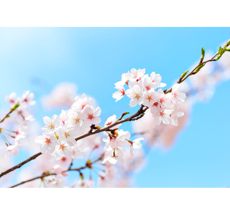 Store enrouleur salon fleurs de cerisier blanches - TenStickers