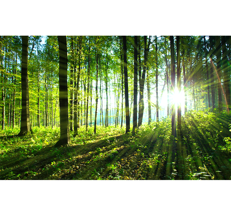 Store enrouleur salon paysage forestier avec reflet - TenStickers