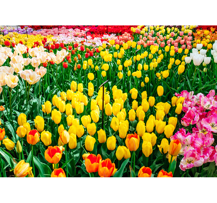 Store enrouleur salon fleurs de tulipes - TenStickers