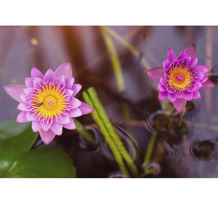 Store enrouleur salon lotus rose/violet - TenStickers