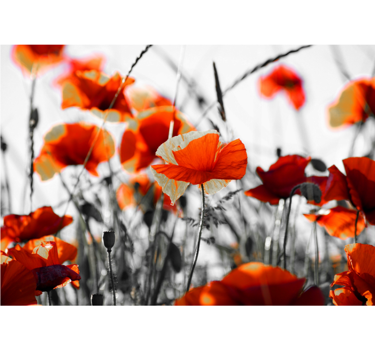 Store enrouleur salon fleurs de pavot rouge noir - TenStickers