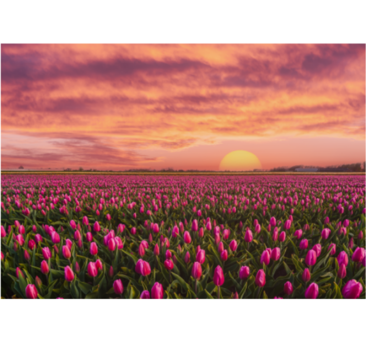 Store enrouleur salon lever de soleil et tulipes - TenStickers