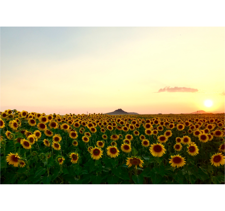 Store enrouleur salon paysage fleuri spectaculaire - TenStickers