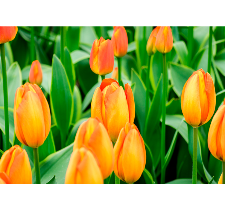 Store enrouleur salon fleurs de tulipes orange - TenStickers