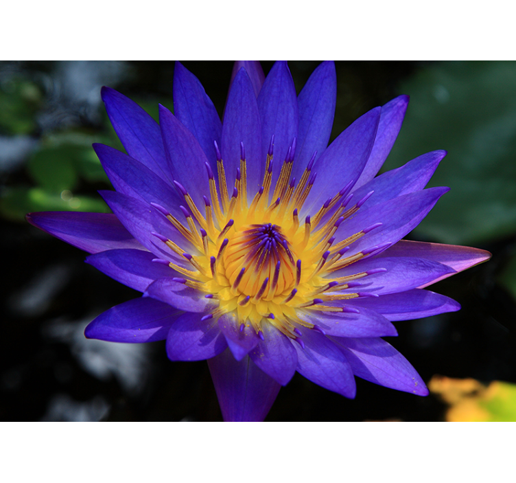 Store enrouleur salon fleur de loto violette - TenStickers