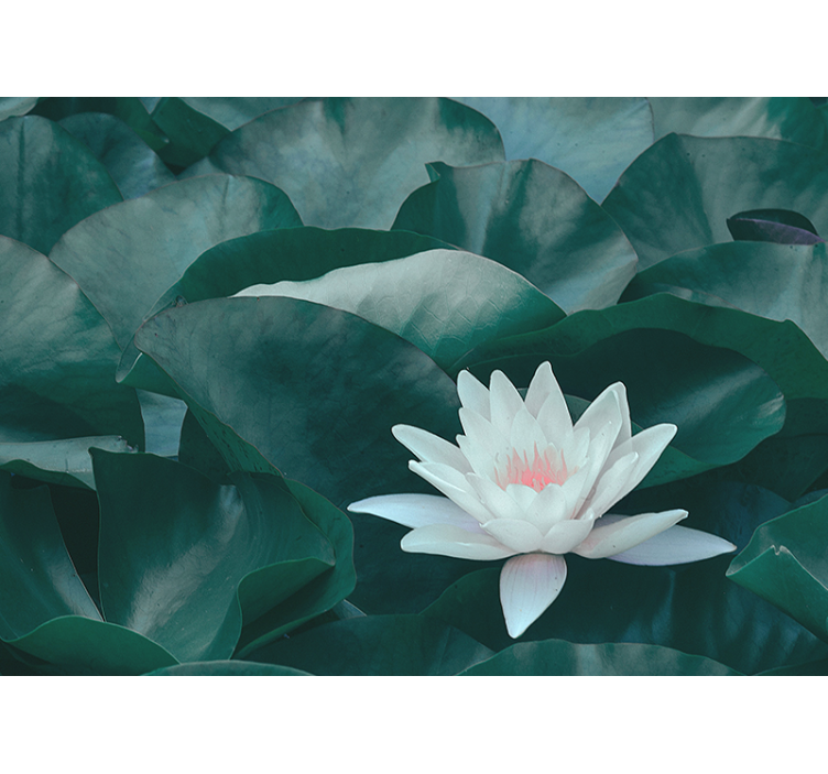 Store enrouleur salon fleur de lotus blanche zen - TenStickers