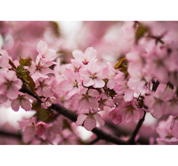 Store enrouleur salon fleur de cerisier rose - TenStickers