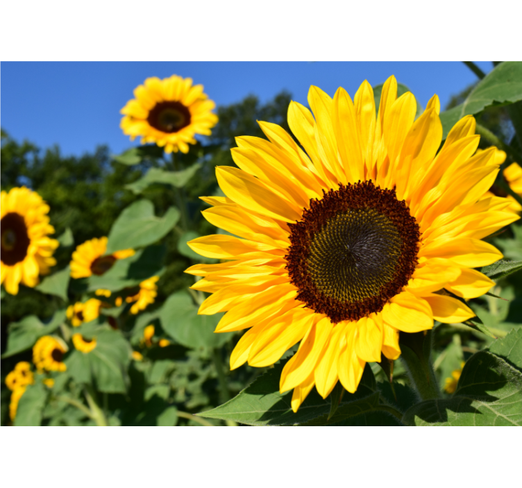Store enrouleur salon fleur de soleil en gros plan - TenStickers