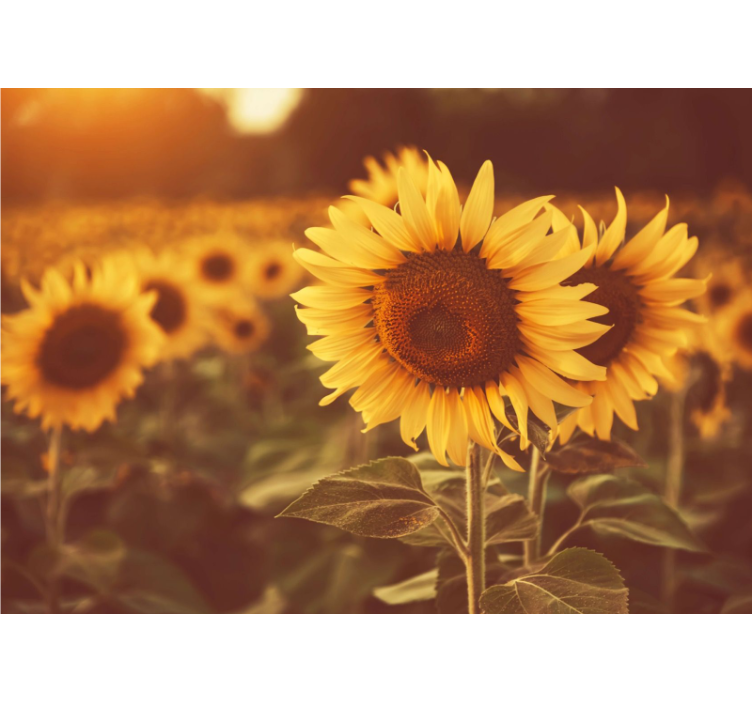 Store enrouleur salon champ de tournesols romantique - TenStickers