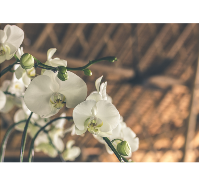 Store enrouleur salon orchidée blanche structurée - TenStickers