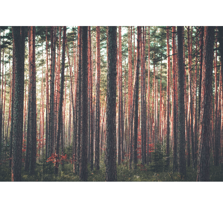 Store enrouleur salon paysage de forêt profonde - TenStickers