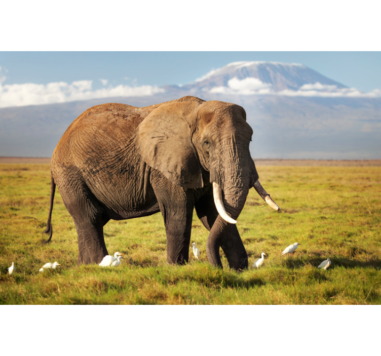 Store enrouleur salon éléphant du kilimandjaro - TenStickers