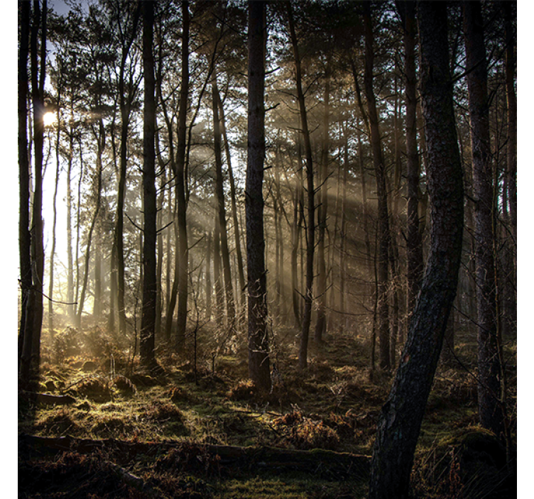 Store enrouleur salon lever de soleil en forêt - TenStickers