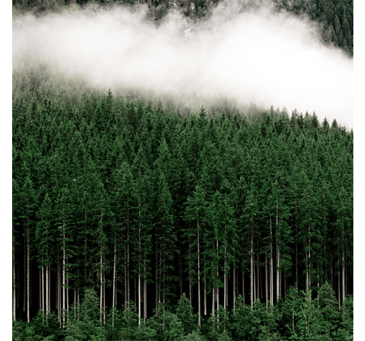 Store enrouleur salon vue aérienne de pins naturels - TenStickers