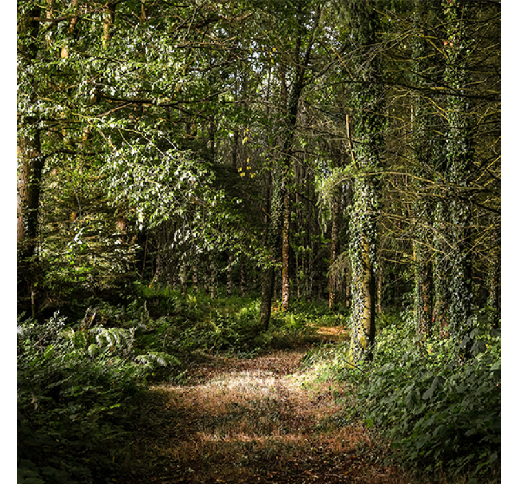 Store enrouleur salon chemin forestier naturel - TenStickers