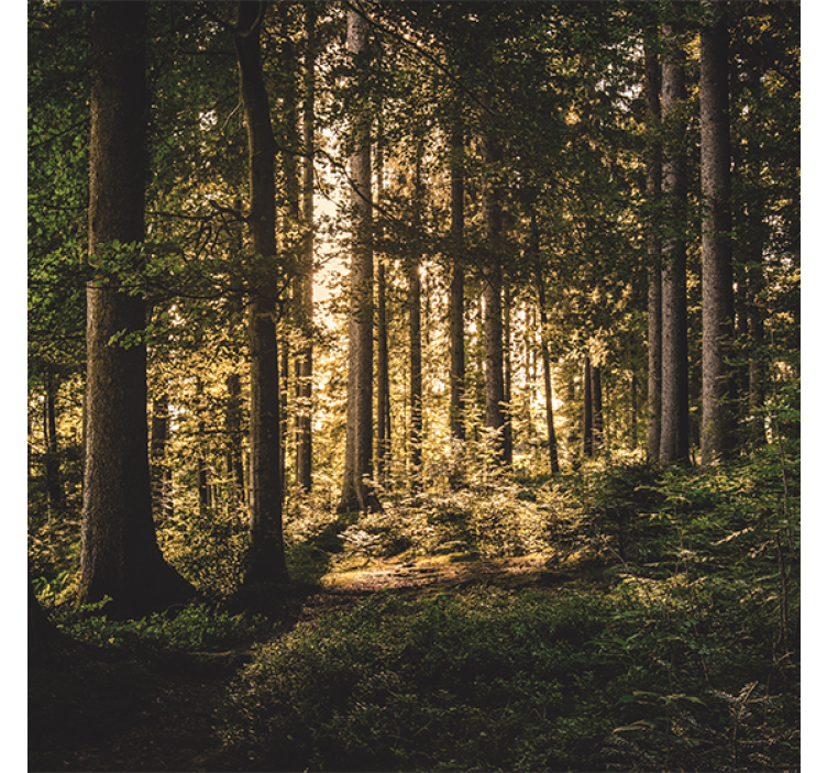 Store enrouleur salon forêt de midi nature - TenStickers