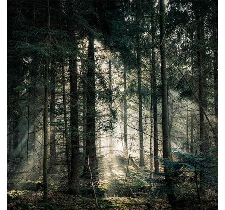 Store enrouleur salon forêt "nature" tonalités sombres - TenStickers