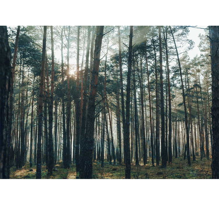 Store enrouleur salon design forêt de pins magnifique - TenStickers