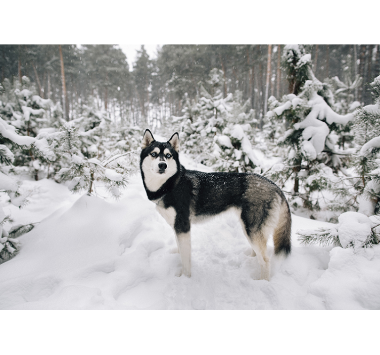 Store enrouleur blanc forêt d'hiver et husky - TenStickers