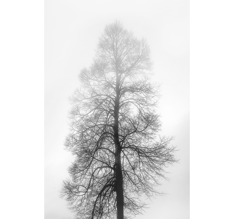 Store de fenêtre arbre échelle de gris - TenStickers