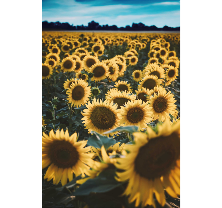 Stores fleurs Champ de fleurs de soleil - TenStickers