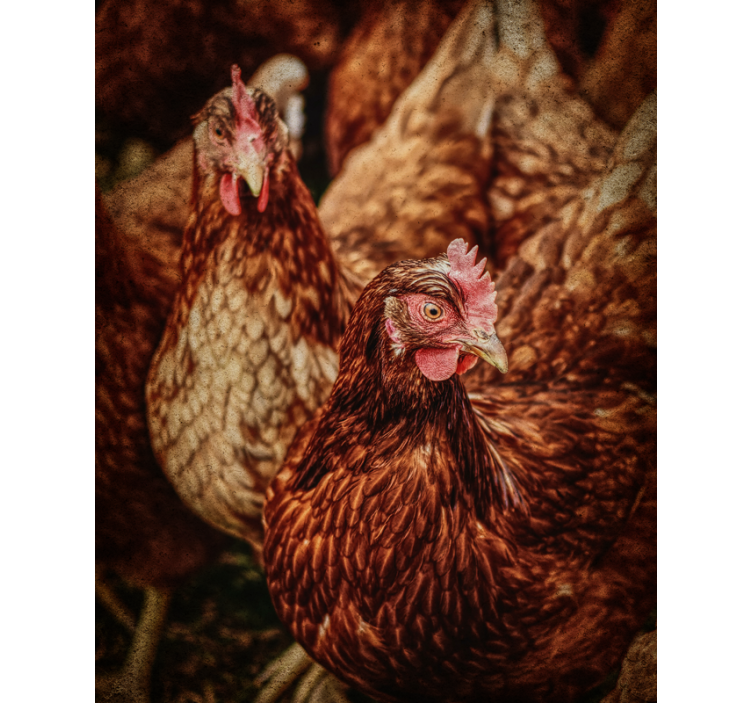 Store enrouleur animaux poulets de ferme rustiques - TenStickers