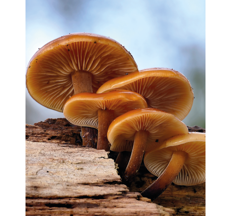 Stores enrouleurs fleurs et plantes croissance champignon - TenStickers