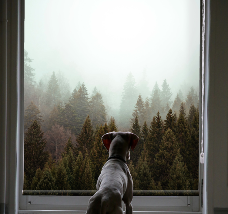 Store enrouleur arbre vue sur la forêt brumeuse - TenStickers