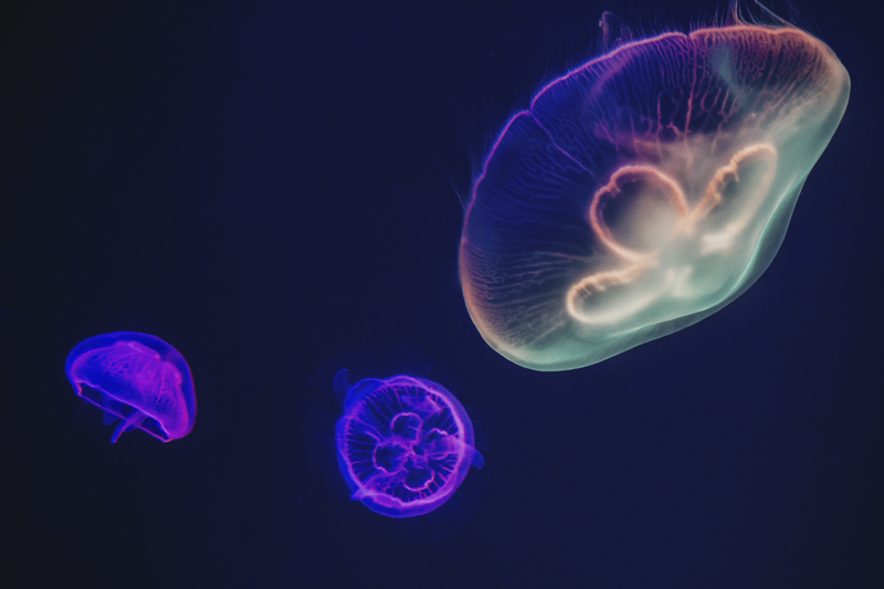 Set de table avec prénom thème méduse colorée - TenStickers