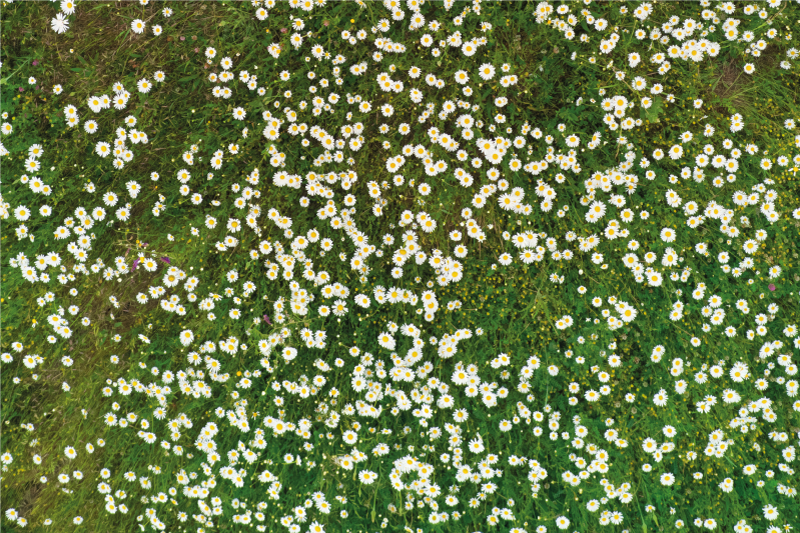 Set de table motif fleurs fraîches - TenStickers