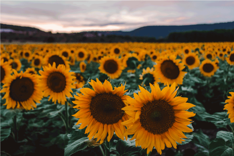 Set de table original champ de tournesols - TenStickers