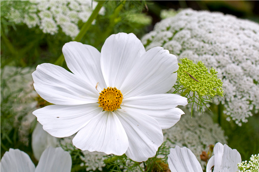 Set de table original fleur blanche Élégante - TenStickers