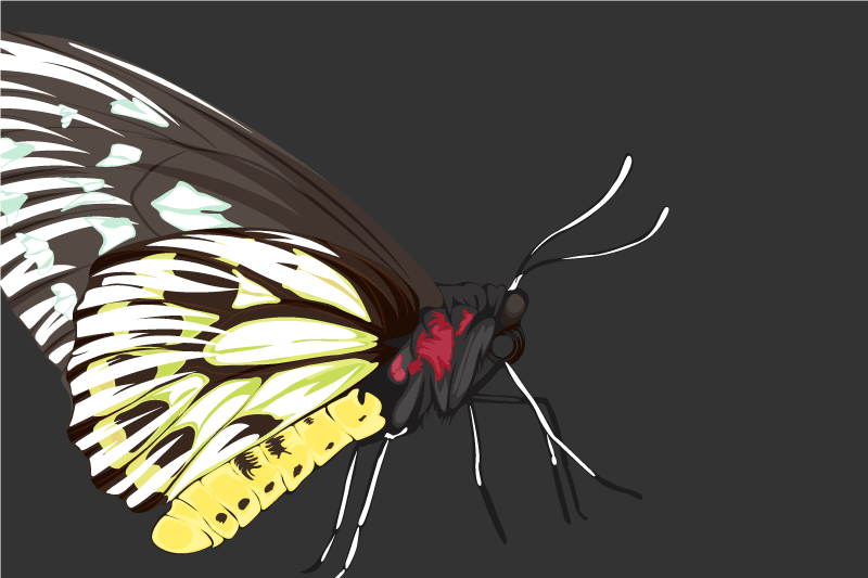 Set de table original illustration de papillons colorés - TenStickers