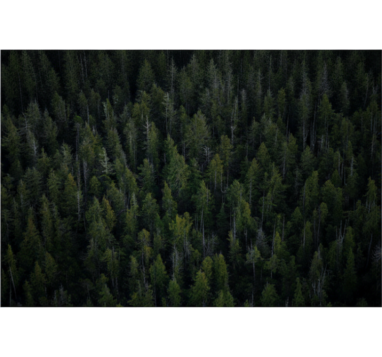 Tapisserie forêt texture de bois profond - TenStickers