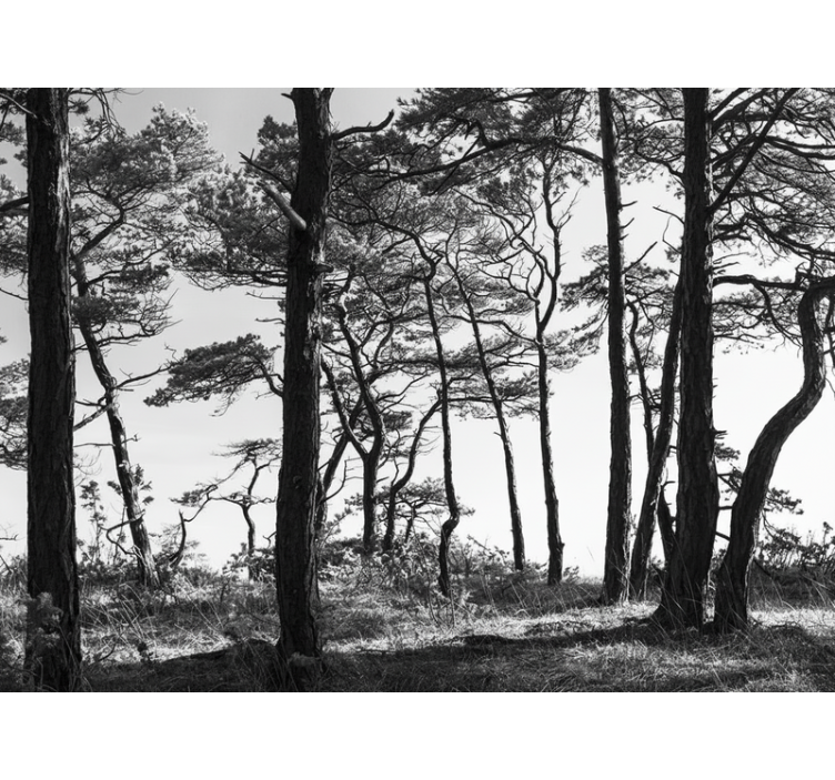 Tapisserie forêt Épinette à l'encre - TenStickers
