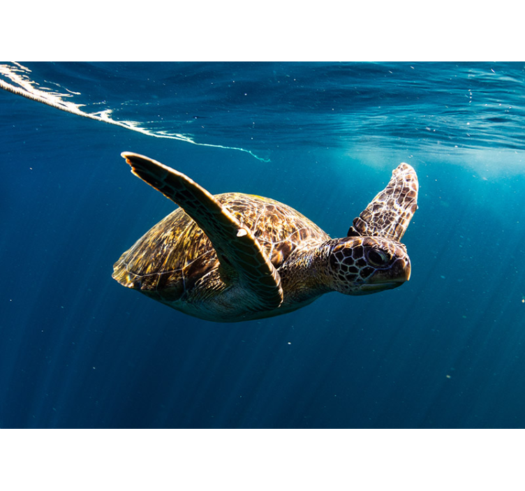 Photo murale Tortue sous la mer - TenStickers