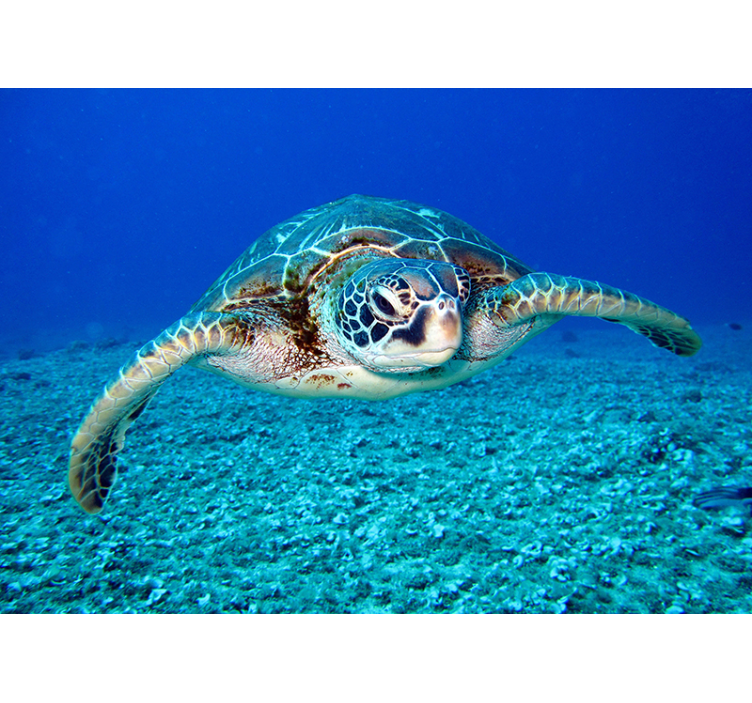 Tapisserie murale sublime tortue de mer - TenStickers