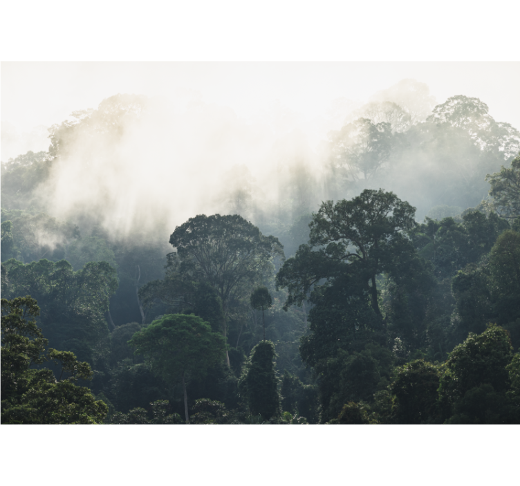 Tapisserie nature vue de la forêt brumeuse - TenStickers