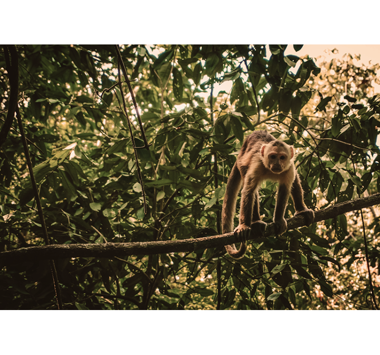 Tapisserie animaux singe sur une branche - TenStickers