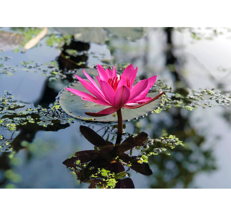 Papier peint mural de fleurs Belle eau de fleur de lotus - TenStickers