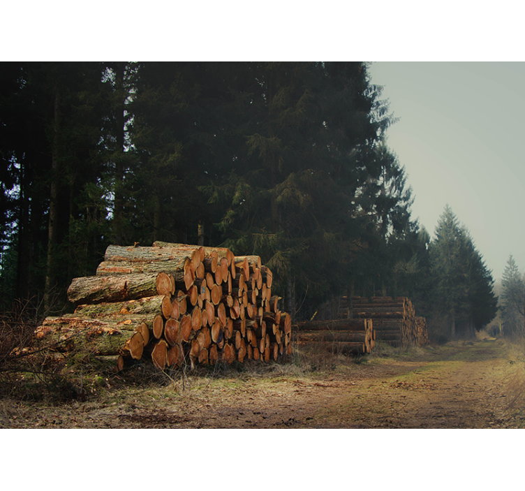 Tapisserie forêt empilements de bois en forêt - TenStickers