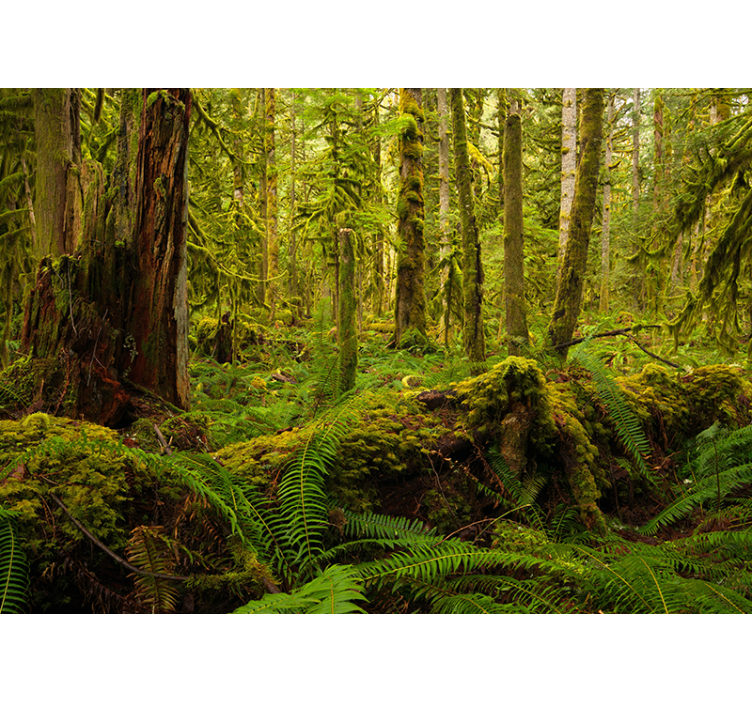 Papier peint nature Forêt verte - TenStickers