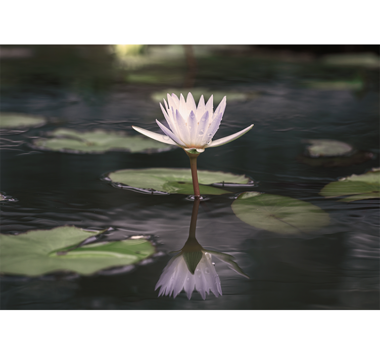 Tapisserie fleur réflexion de lotus - TenStickers