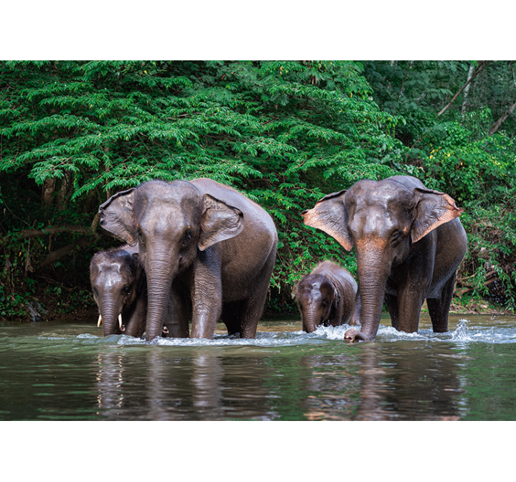 Tapisserie animaux éléphants dans l'eau - TenStickers